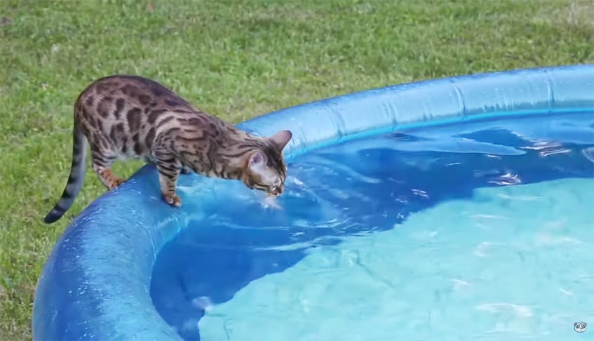 Katze auf dem Luftringpool