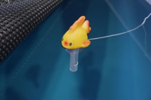 Gafild Goldfisch Pool Thermometer