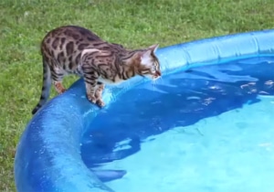 Katze sitzt auf Luftring Pool