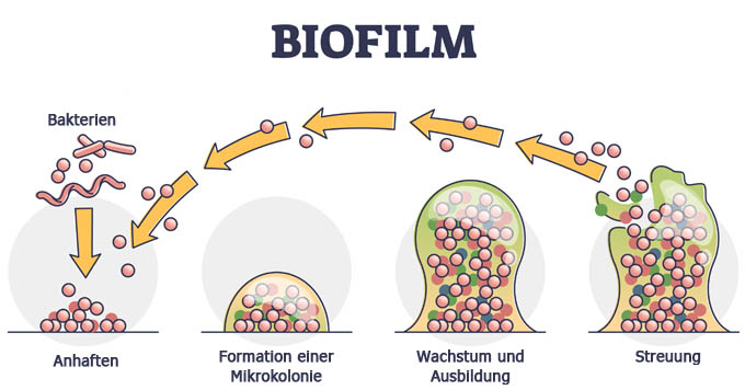 Biofilm Wachstum und Kreislauf im Filter Kessel